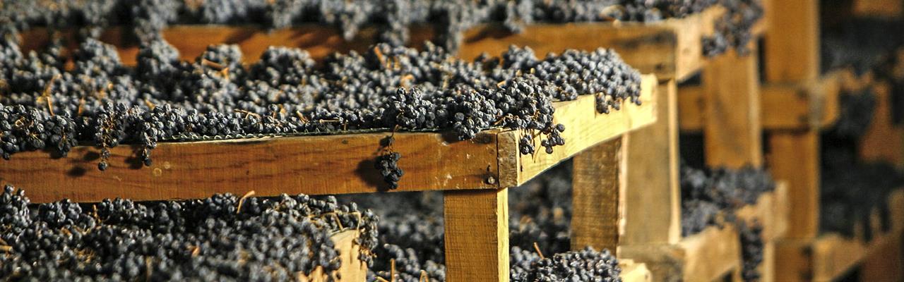 Masterclass Appassimento con Consorzio Valpolicella 