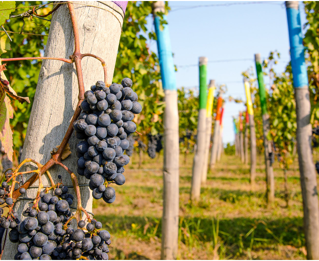 Visita Cantine Roggero Fisar Torino