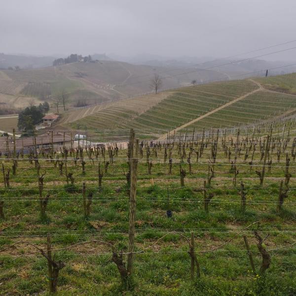 Visita cantina Malvirà.