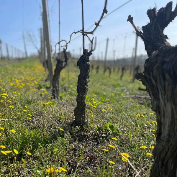 Visita cantina Brandini