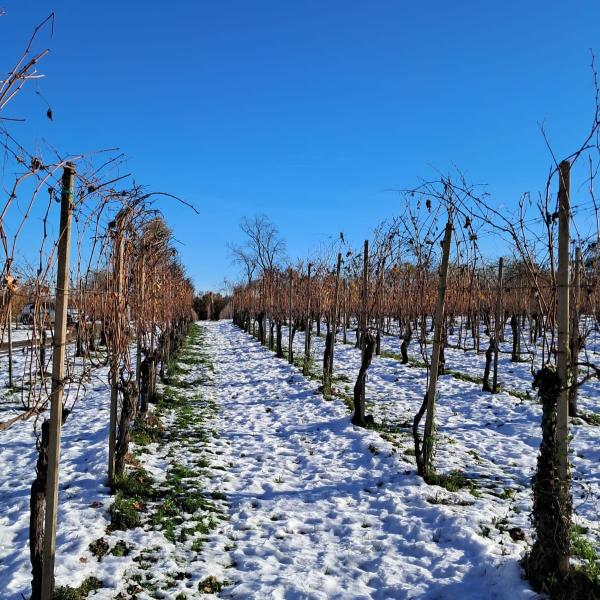 Visita cantina Torraccia del Piantavigna